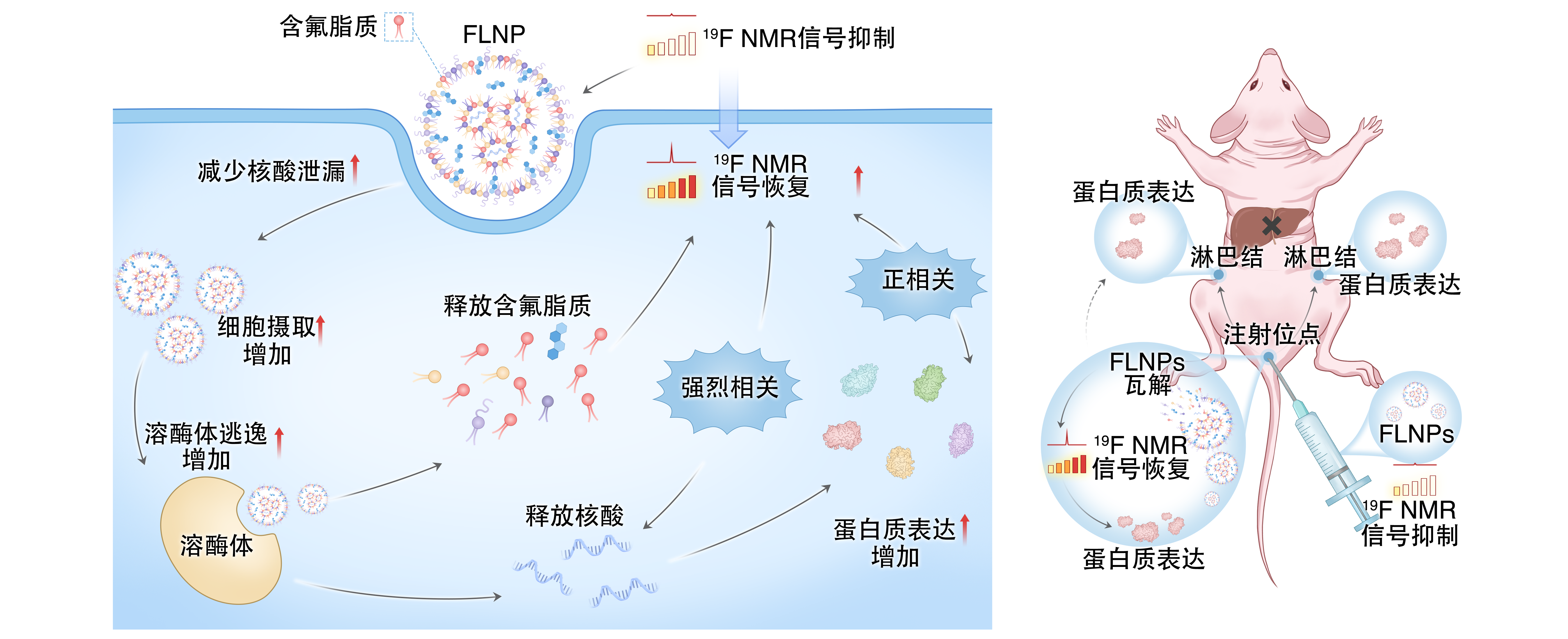 让 mRNA 在体内“看得见” Ezpay在mRNA疫苗递送研究方面取得重要进展